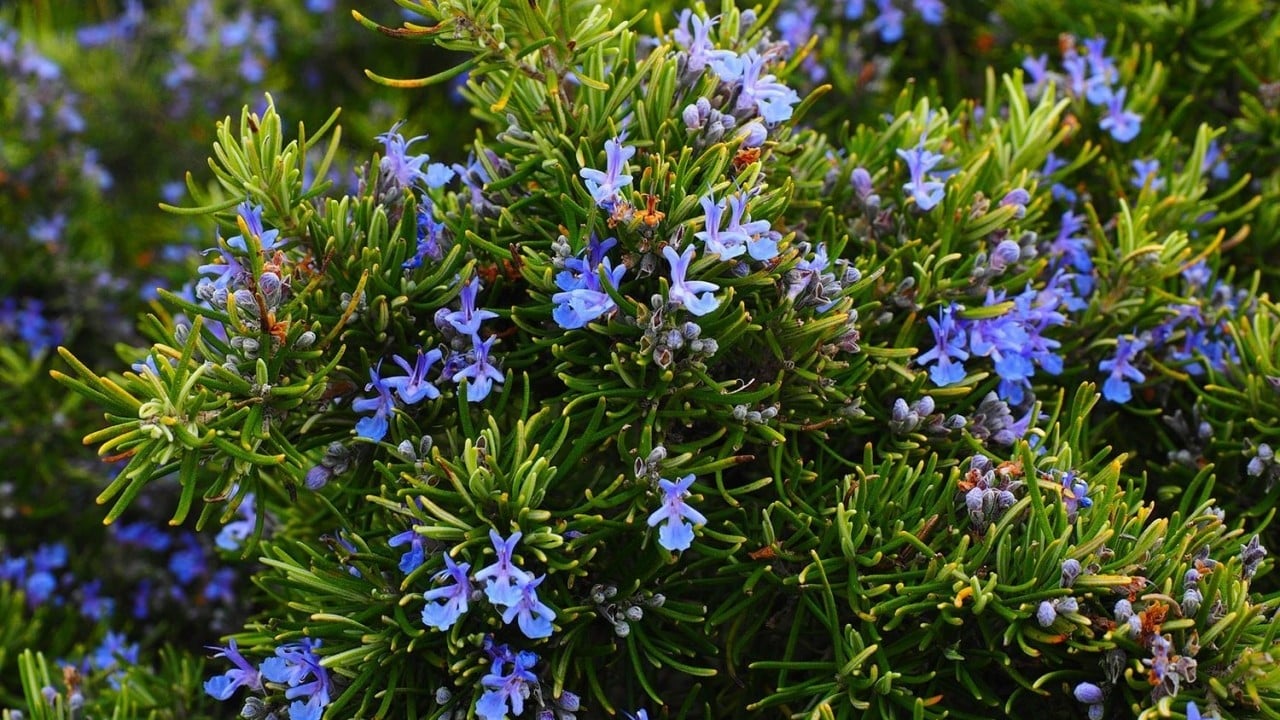 Foto - Biberiye sadece mutfak bitkisi değil Bir kere kokla hiç unutma