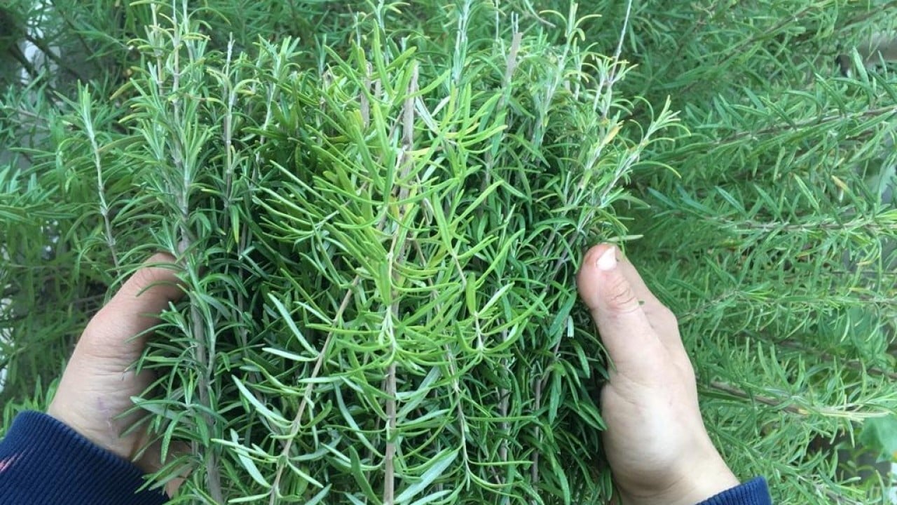 Foto - Biberiye sadece mutfak bitkisi değil Bir kere kokla hiç unutma