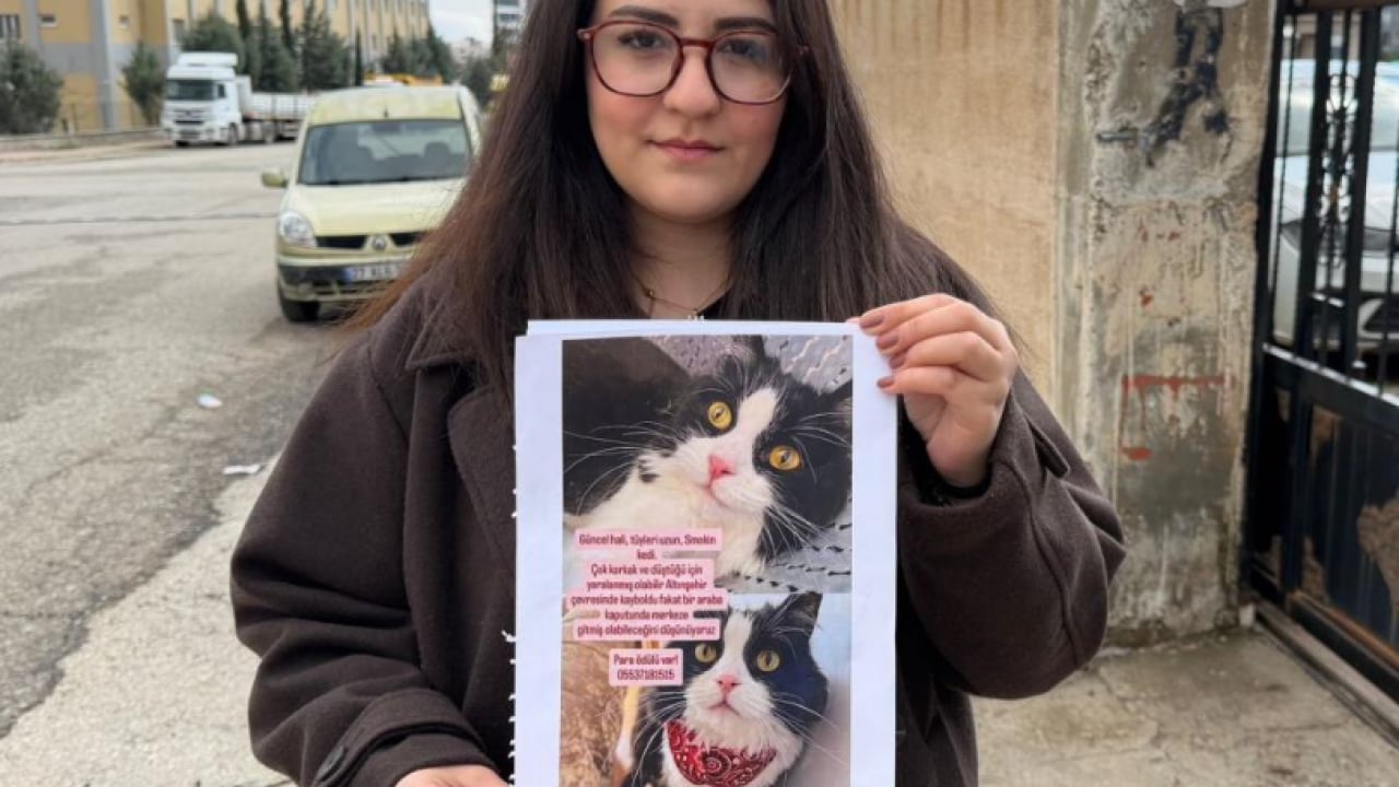 'Bihter' isimli kedilerini bulana çeyrek altın verecekler! Camdan atlayarak kayıplara karıştı