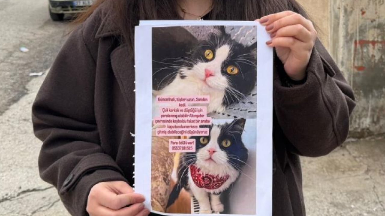 Foto - 'Bihter' isimli kedilerini bulana çeyrek altın verecekler! Camdan atlayarak kayıplara karıştı