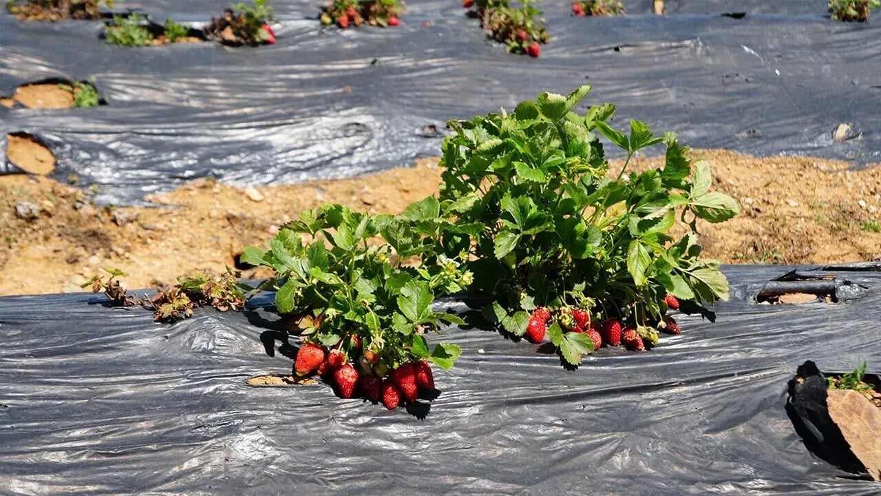 Foto - Bilecik'te güçlü destek! Yeni proje örnek olurken Balıkesir'in çileği daha değerli hale geldi... Yakın ilgi gördü 