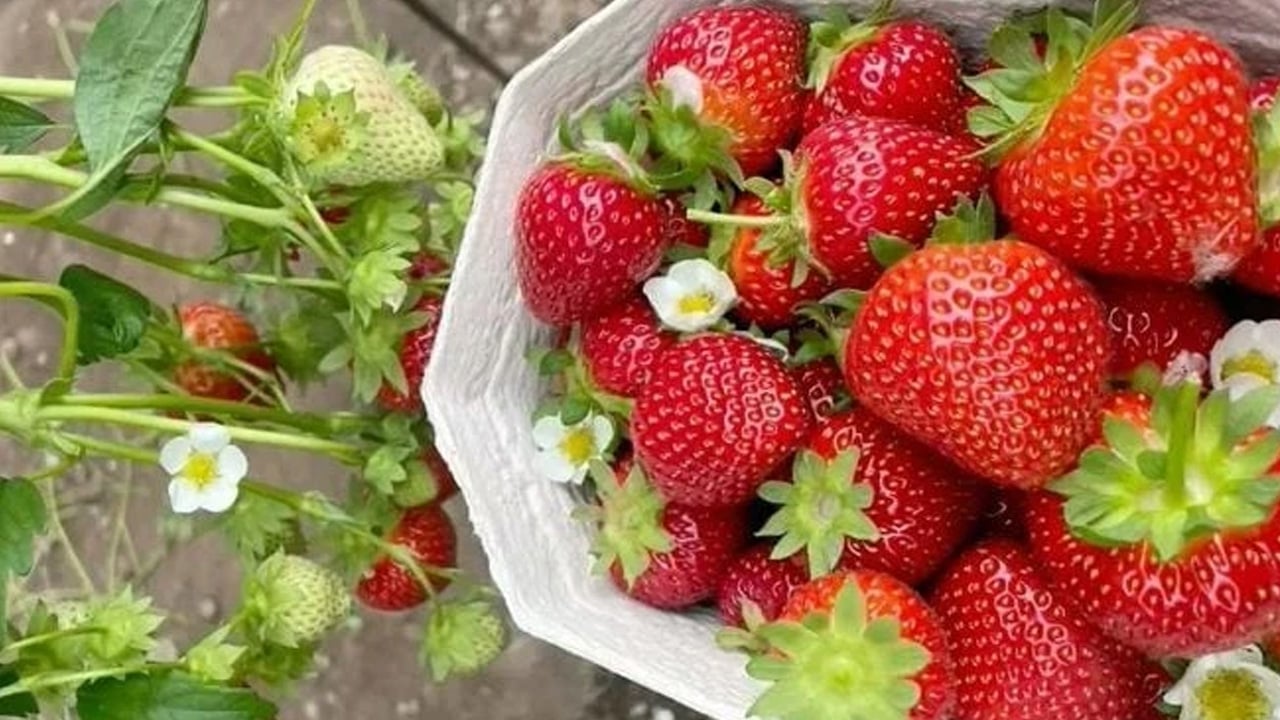 Foto - Bilecik'te güçlü destek! Yeni proje örnek olurken Balıkesir'in çileği daha değerli hale geldi... Yakın ilgi gördü 