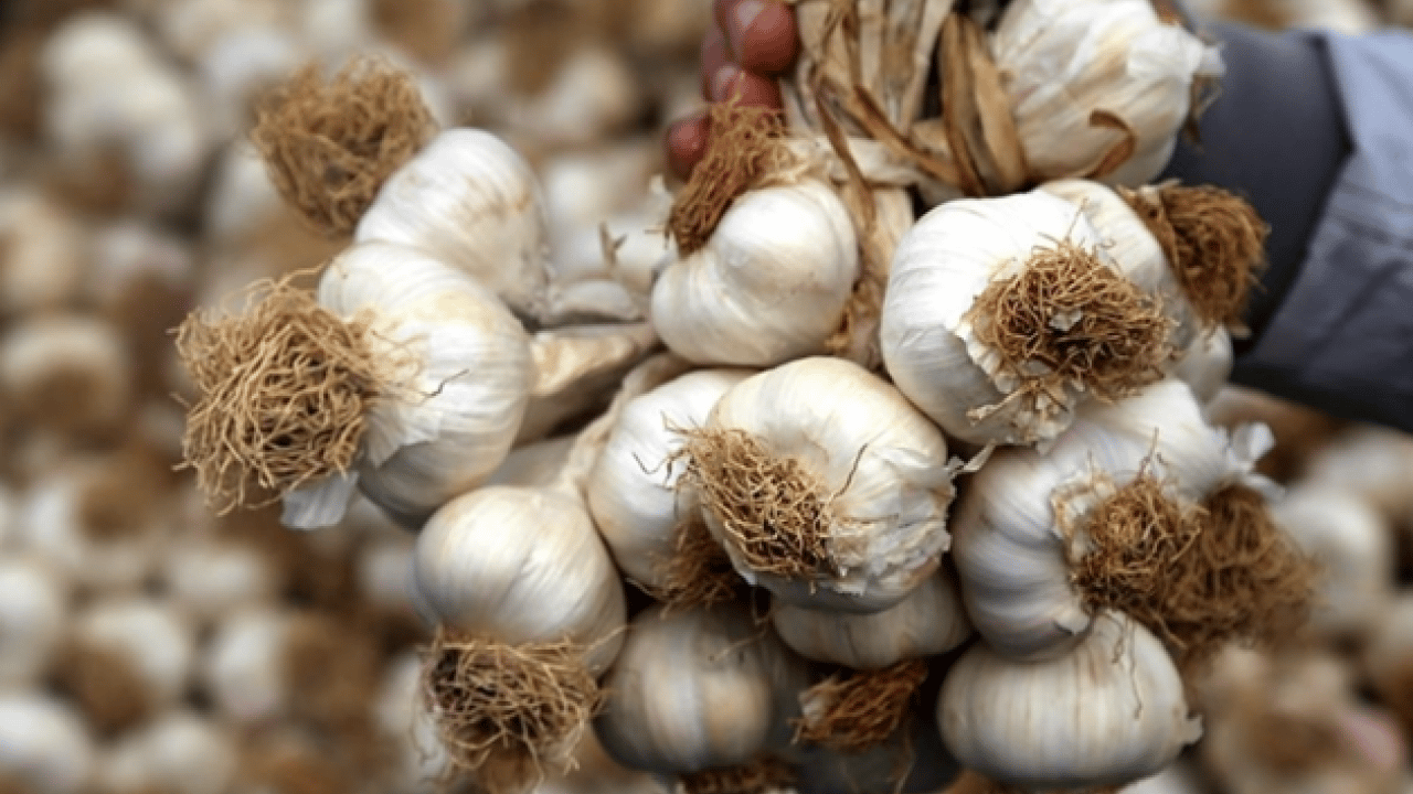 Foto - Bilim adamlarından şaşırtan araştırma: Sarımsak sanıldığından daha güçlü!