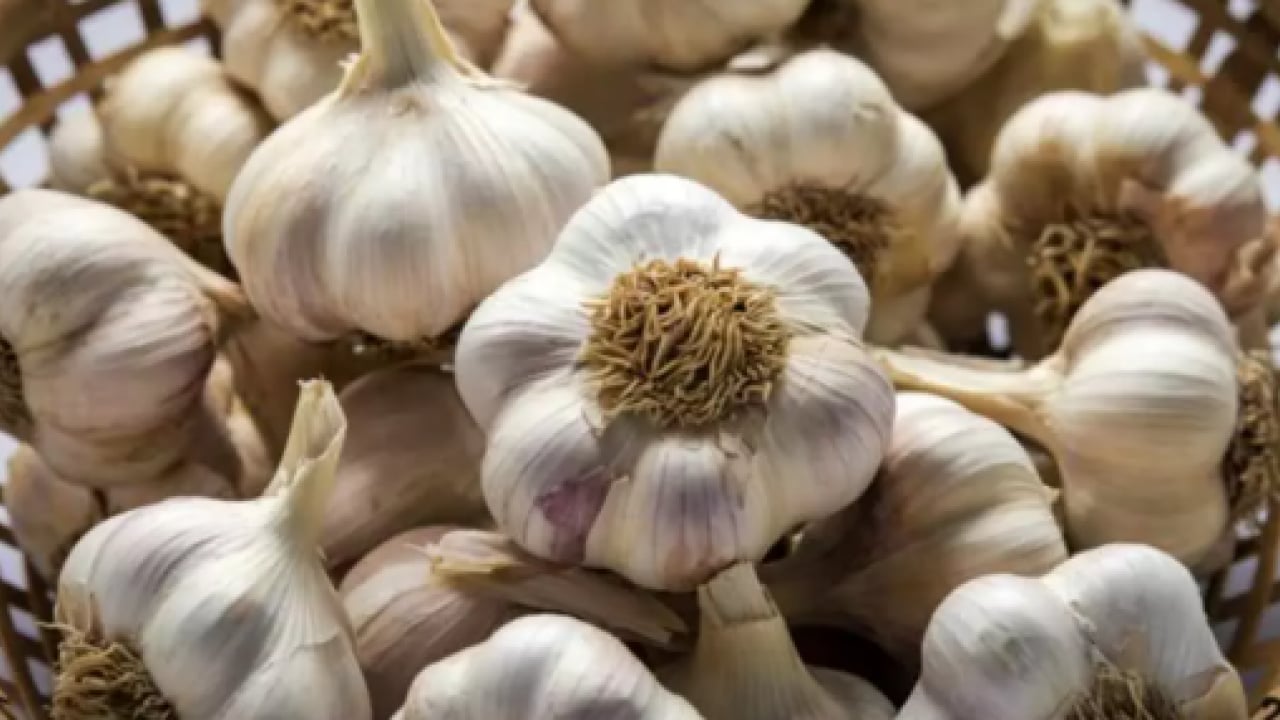 Foto - Bilim adamlarından şaşırtan araştırma: Sarımsak sanıldığından daha güçlü!