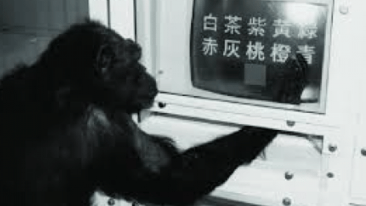 Bilim dünyasında zihnin sınırlarını o çizmişti: Şempanze Ai, 49 yaşında öldü