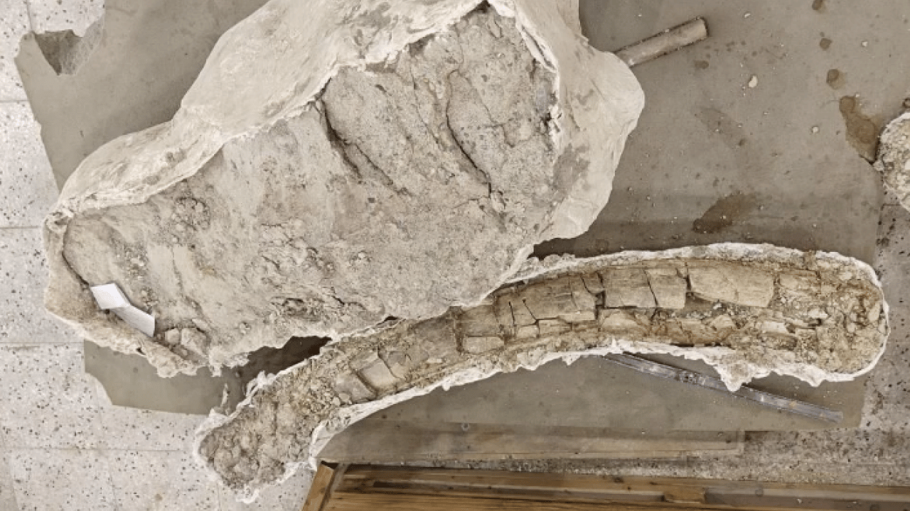 Foto - Bilim dünyasını heyecanlandıran keşif! 7.7 milyon yıllık ama öncekilerden daha genç