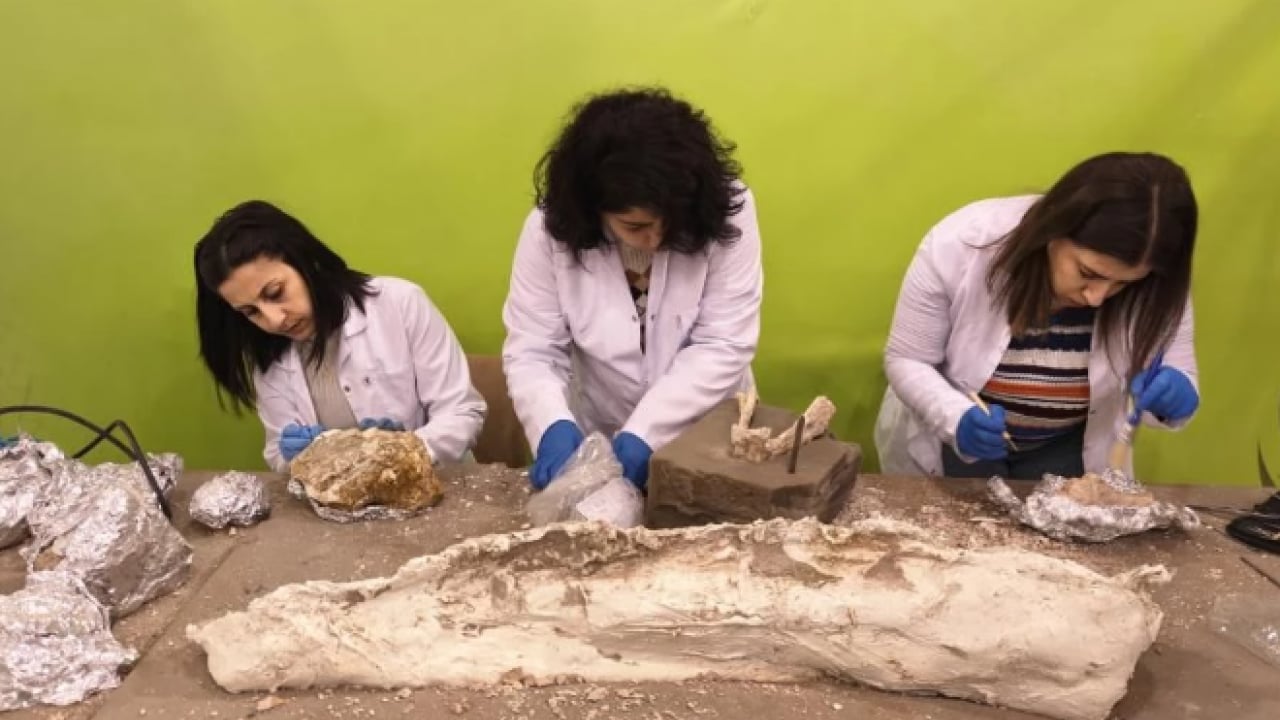 Foto - Bilim dünyasını heyecanlandıran keşif! 7.7 milyon yıllık ama öncekilerden daha genç