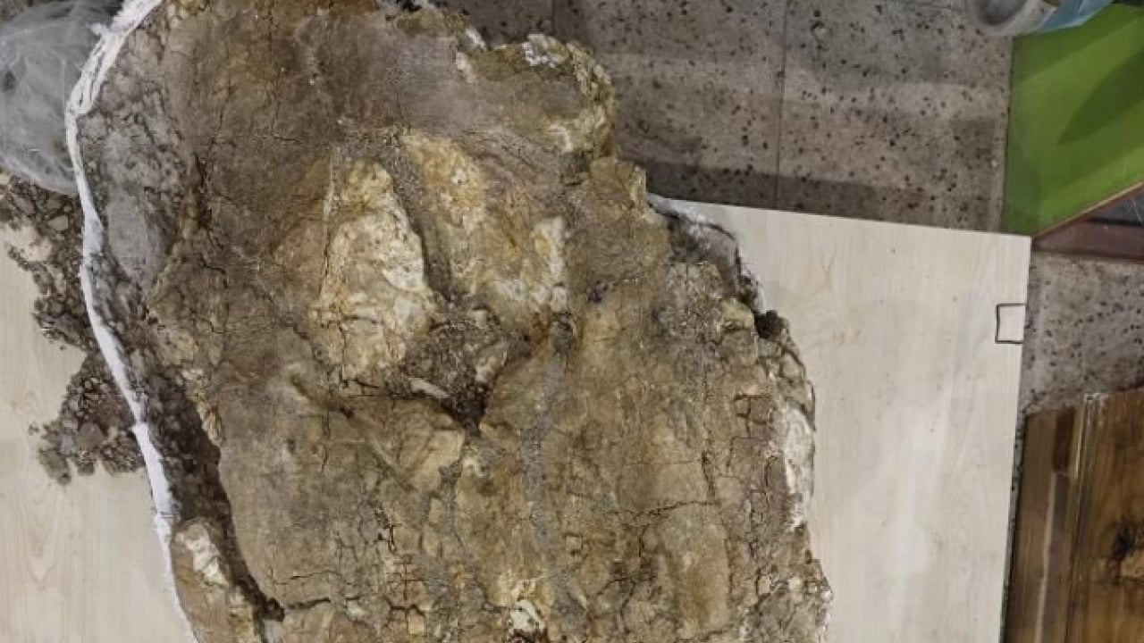 Foto - Bilim dünyasını heyecanlandıran keşif! 7.7 milyon yıllık ama öncekilerden daha genç