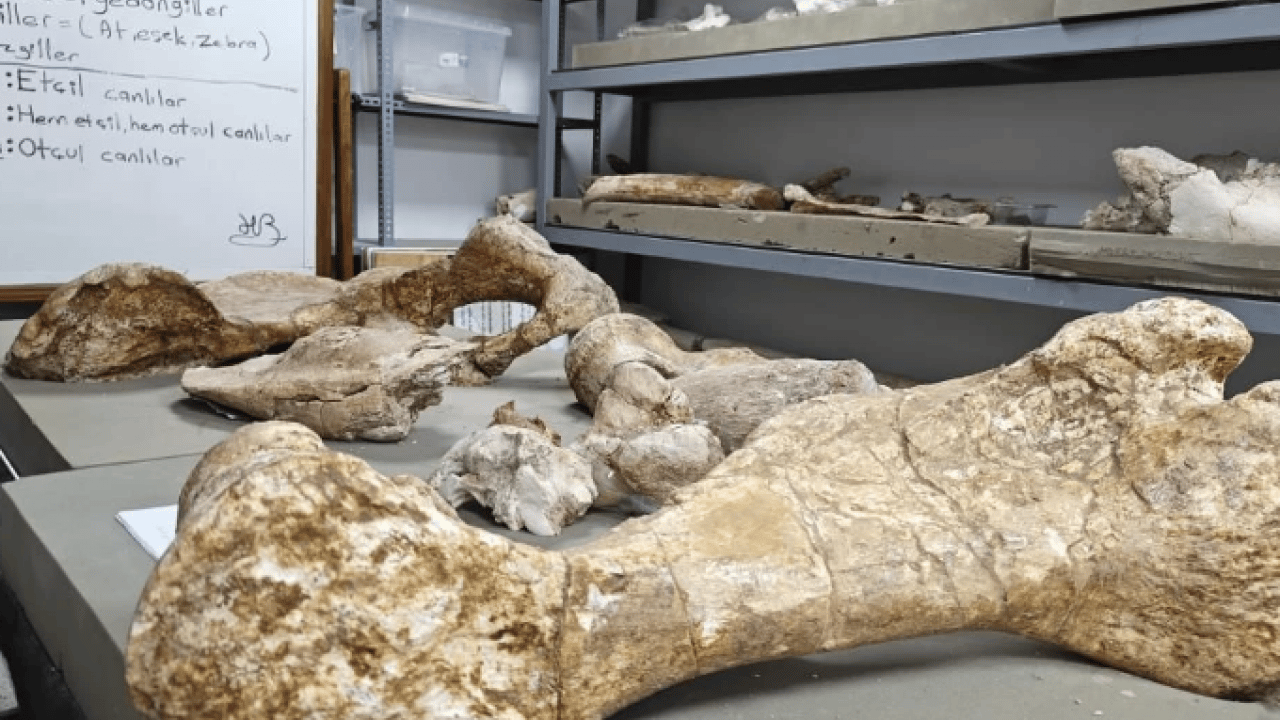 Bilim dünyasını heyecanlandıran keşif! 7.7 milyon yıllık ama öncekilerden daha genç