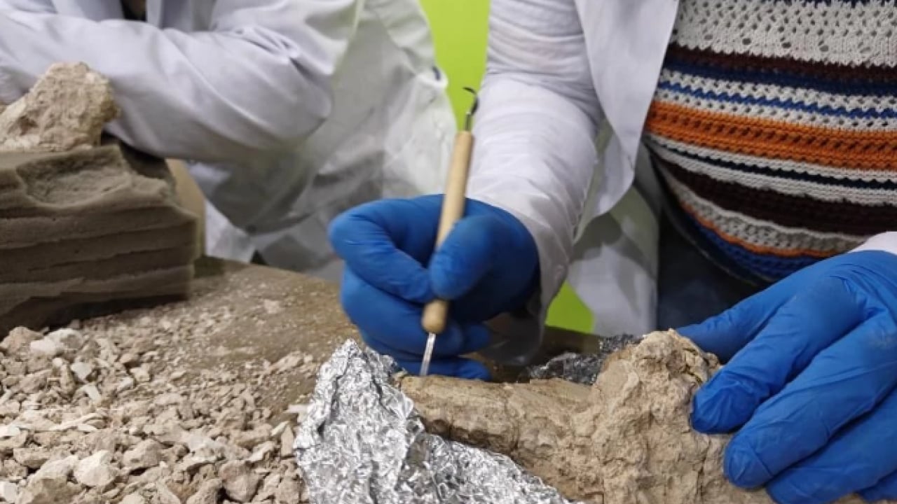 Foto - Bilim dünyasını heyecanlandıran keşif! 7.7 milyon yıllık ama öncekilerden daha genç