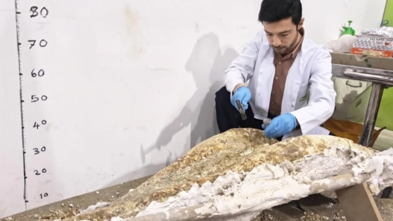 Foto - Bilim dünyasını heyecanlandıran keşif! 7.7 milyon yıllık ama öncekilerden daha genç