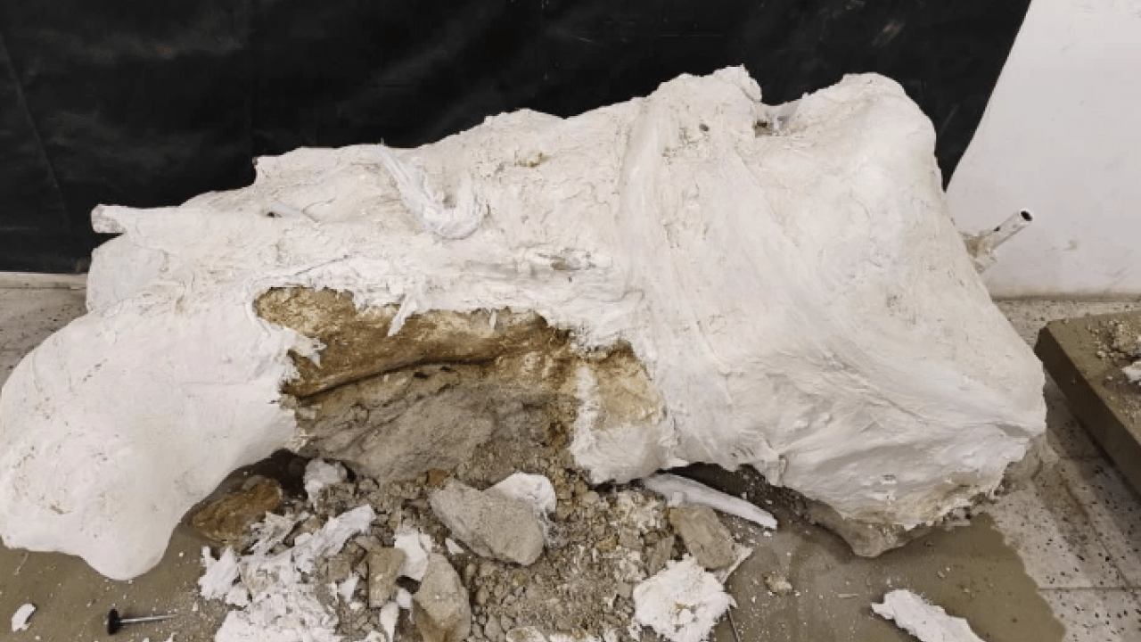 Foto - Bilim dünyasını heyecanlandıran keşif! 7.7 milyon yıllık ama öncekilerden daha genç