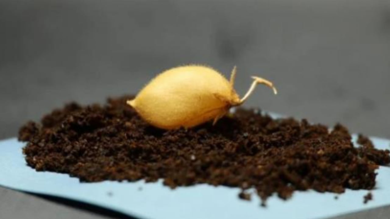 Foto - Bilim insanları açıkladı! Ay'da tarım başlıyor mu?