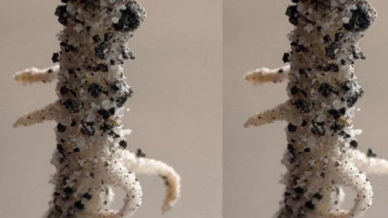 Foto - Bilim insanları açıkladı! Ay'da tarım başlıyor mu?