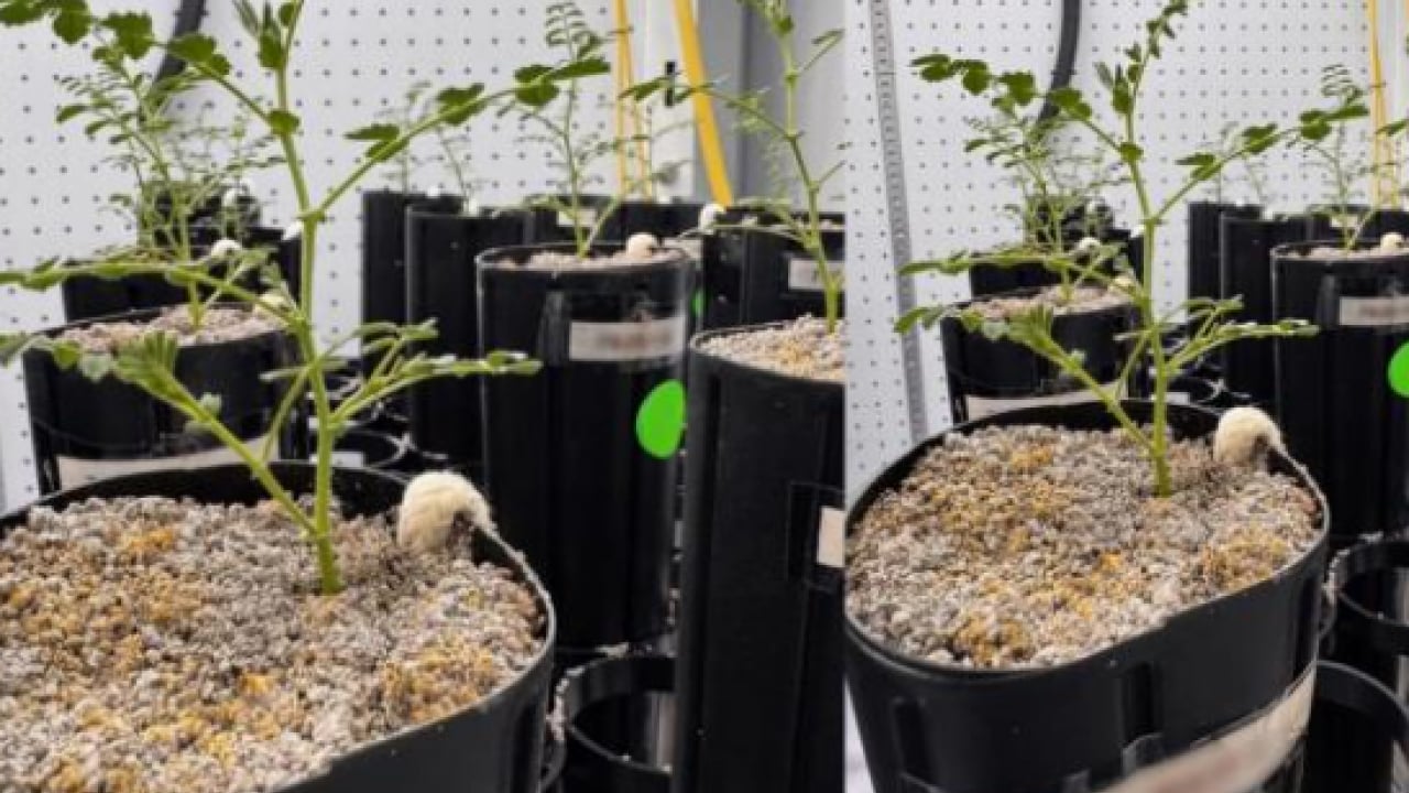 Foto - Bilim insanları açıkladı! Ay'da tarım başlıyor mu?