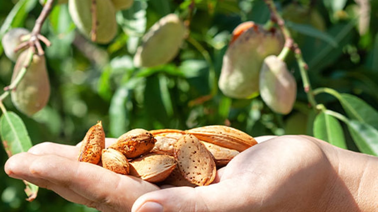 Foto - Bilim insanları açıkladı: Badem yaşlanmayı durduruyor! Sadece günde 60 gramı... Önemli açıklamalar
