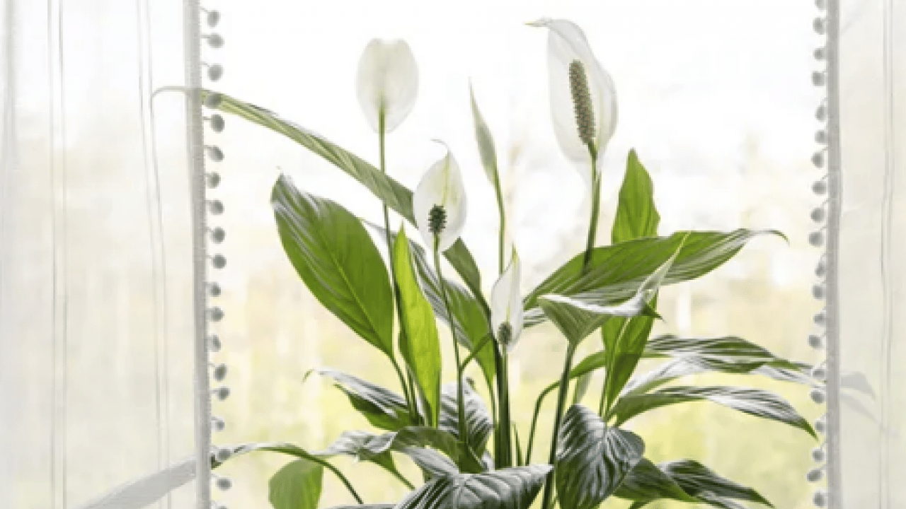 Foto - Bilim insanları açıkladı: Evin havasını filtre gibi temizliyor! NASA bile işaret etti