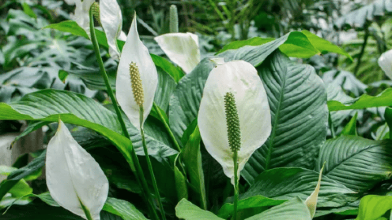 Foto - Bilim insanları açıkladı: Evin havasını filtre gibi temizliyor! NASA bile işaret etti