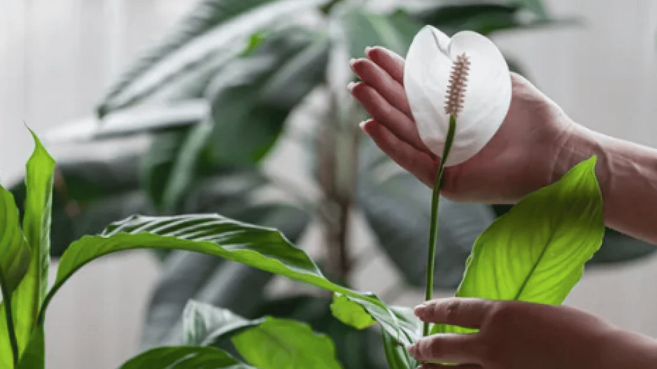 Bilim insanları açıkladı: Evin havasını filtre gibi temizliyor! NASA bile işaret etti