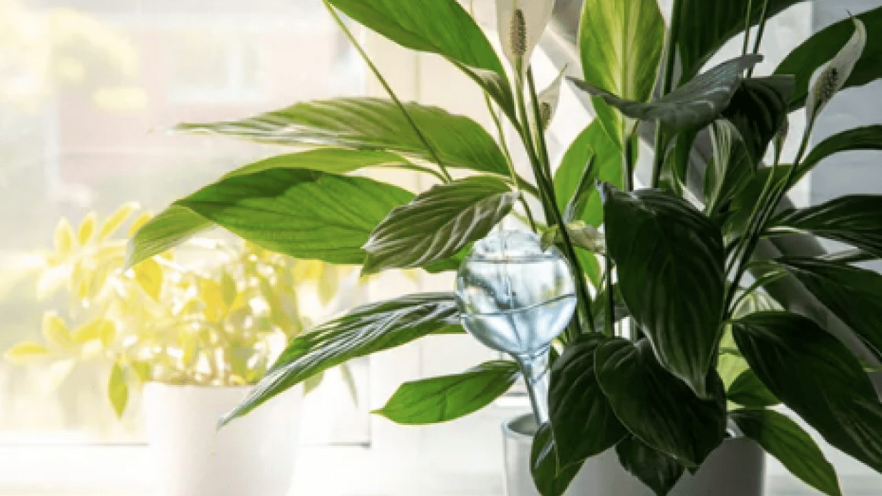 Foto - Bilim insanları açıkladı: Evin havasını filtre gibi temizliyor! NASA bile işaret etti