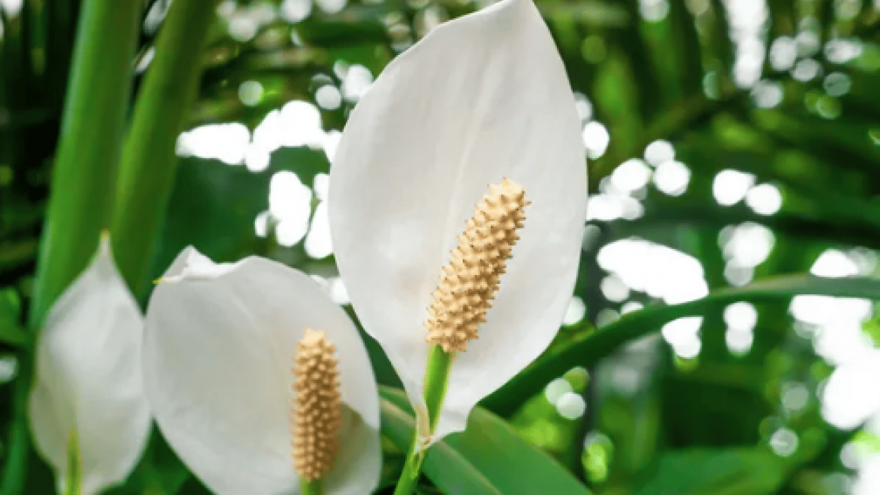 Foto - Bilim insanları açıkladı: Evin havasını filtre gibi temizliyor! NASA bile işaret etti