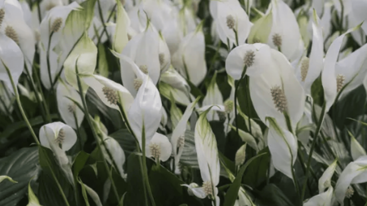 Foto - Bilim insanları açıkladı: Evin havasını filtre gibi temizliyor! NASA bile işaret etti