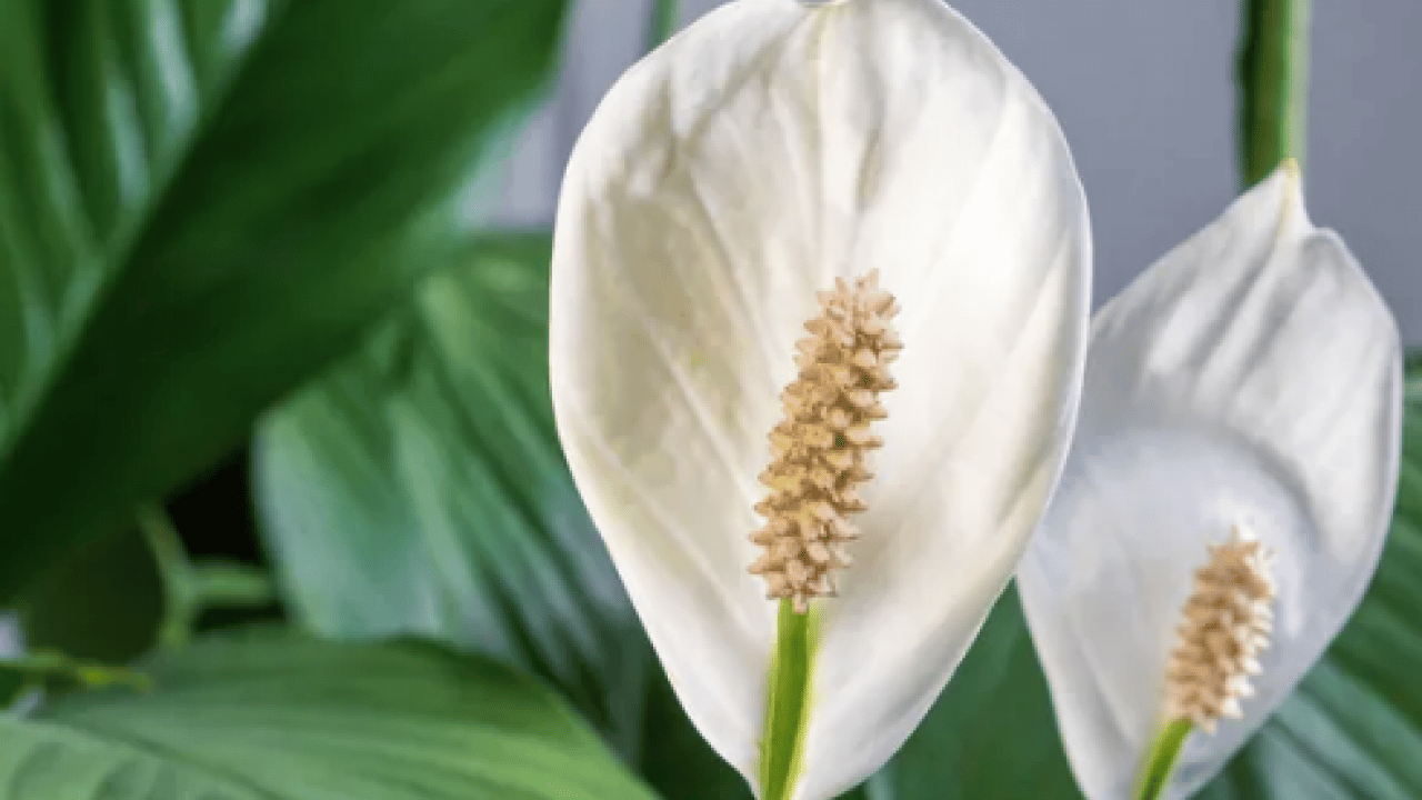 Foto - Bilim insanları açıkladı: Evin havasını filtre gibi temizliyor! NASA bile işaret etti