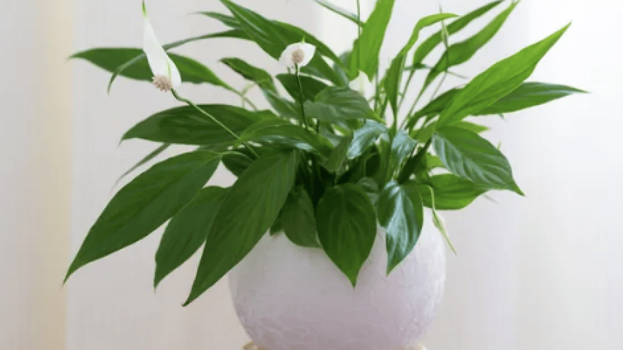 Foto - Bilim insanları açıkladı: Evin havasını filtre gibi temizliyor! NASA bile işaret etti