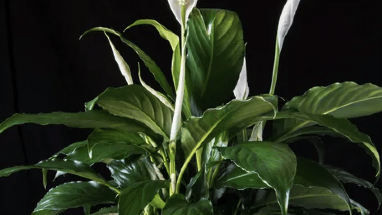 Foto - Bilim insanları açıkladı: Evin havasını filtre gibi temizliyor! NASA bile işaret etti