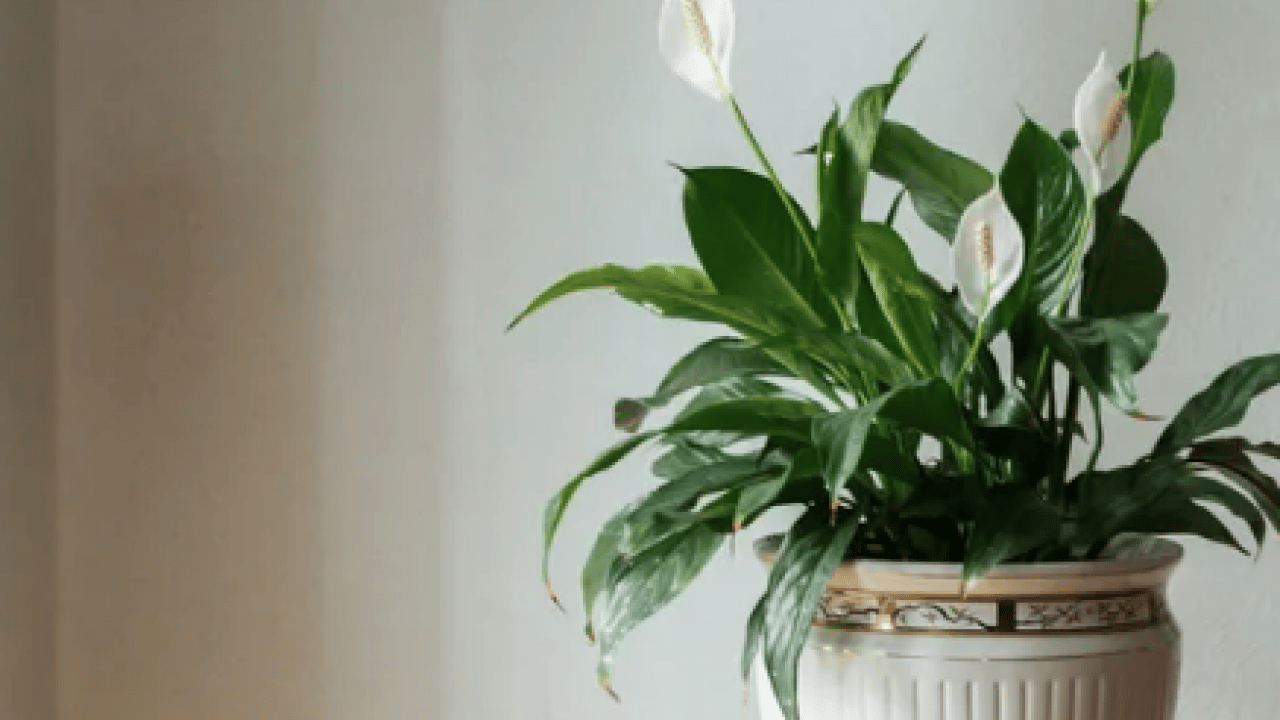 Foto - Bilim insanları açıkladı: Evin havasını filtre gibi temizliyor! NASA bile işaret etti