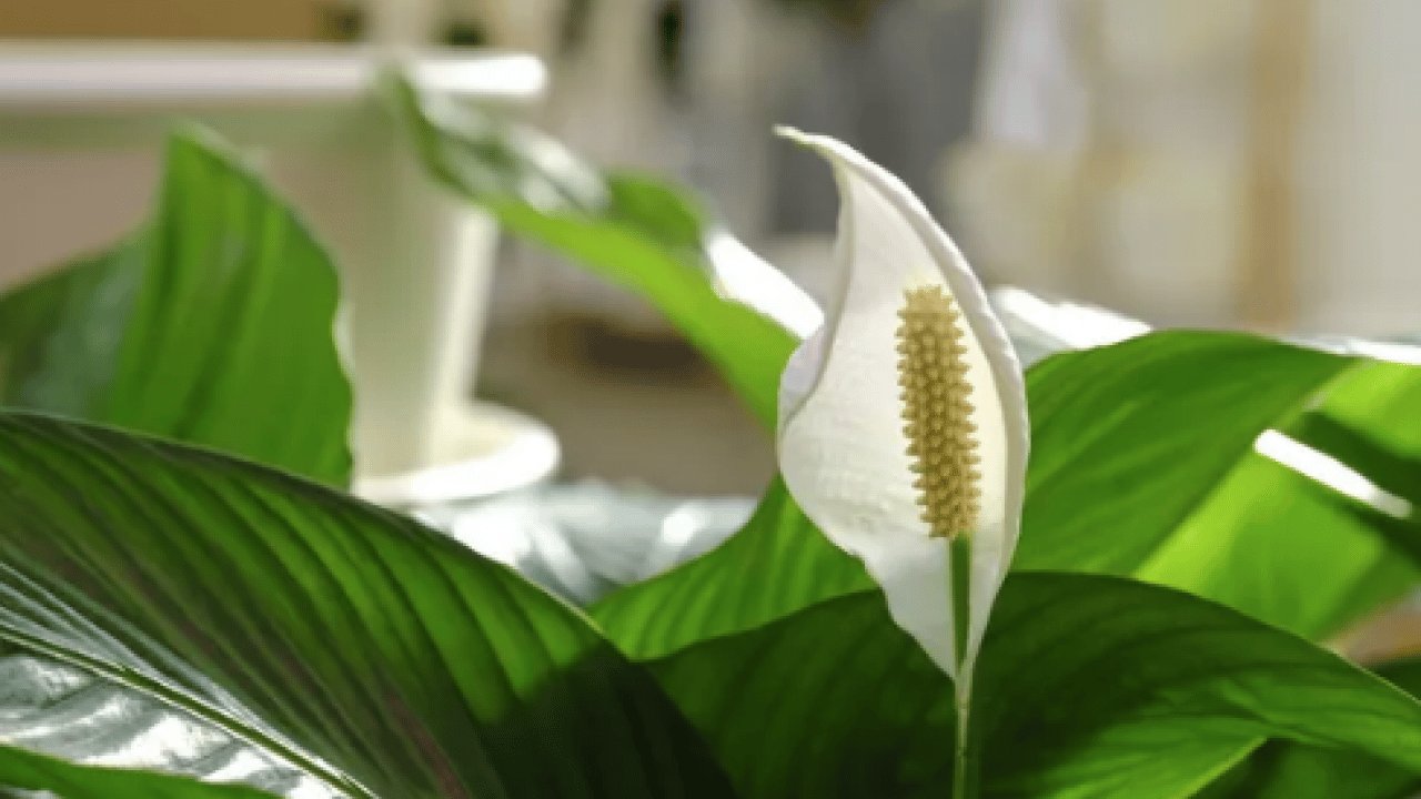 Foto - Bilim insanları açıkladı: Evin havasını filtre gibi temizliyor! NASA bile işaret etti