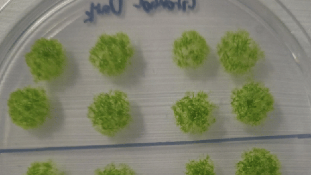 Foto - Bilim insanları tarihi teste imza attı! Mars'ta tarıma bir adım daha: 9 ay boyunca uzay boşluğuna dayandı