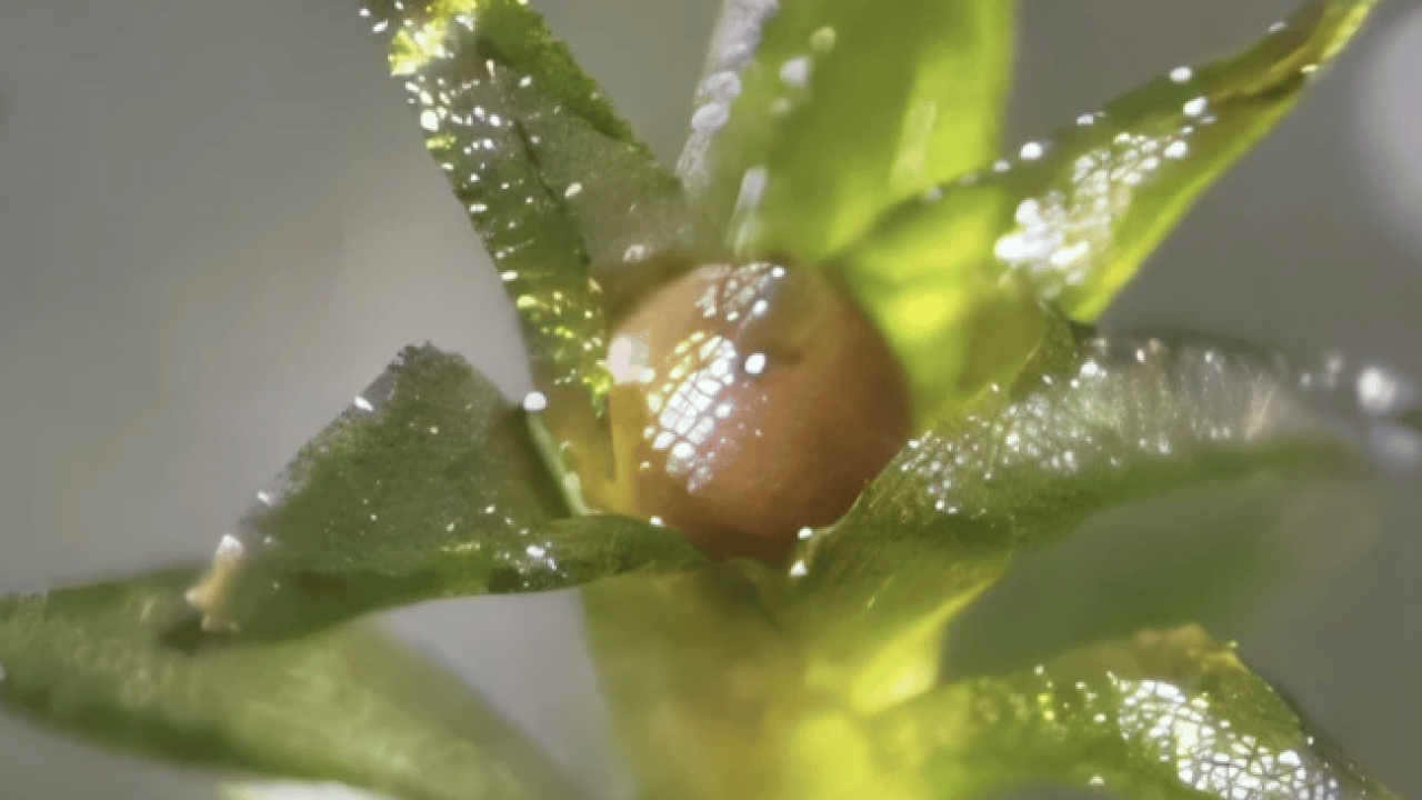 Foto - Bilim insanları tarihi teste imza attı! Mars'ta tarıma bir adım daha: 9 ay boyunca uzay boşluğuna dayandı