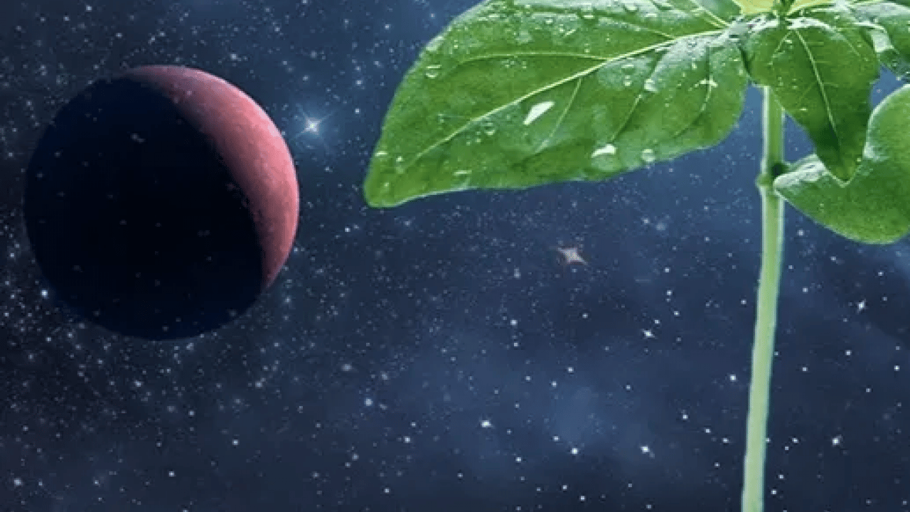 Foto - Bilim insanları tarihi teste imza attı! Mars'ta tarıma bir adım daha: 9 ay boyunca uzay boşluğuna dayandı