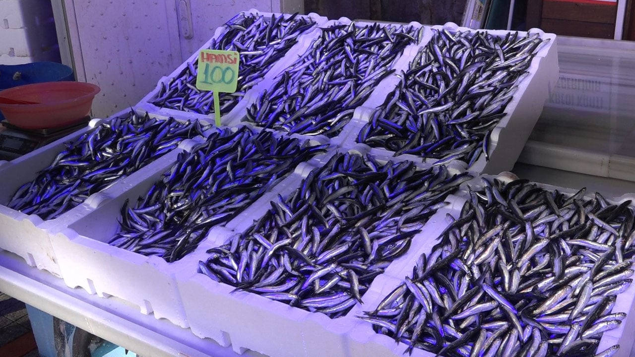 Foto - Bilim insanları uyardı! Bir daha hamsi yiyemeyebiliriz