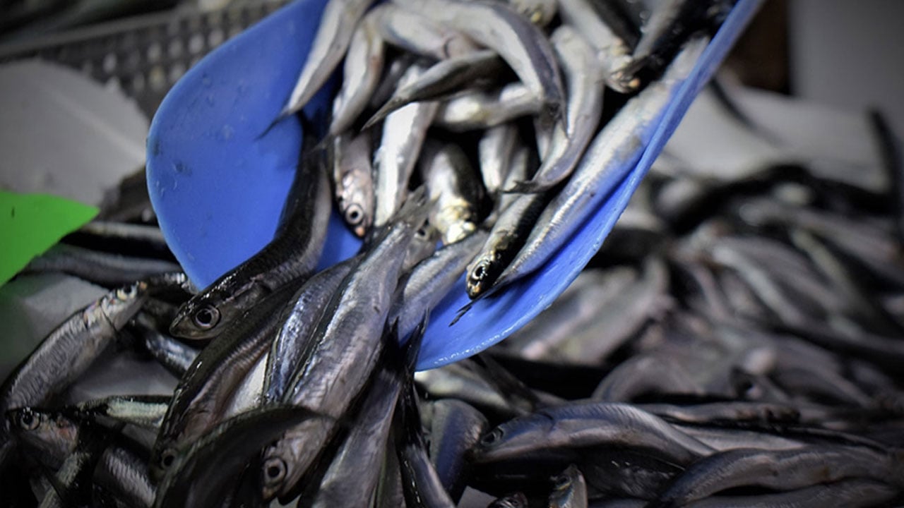 Foto - Bilim insanları uyardı! Bir daha hamsi yiyemeyebiliriz