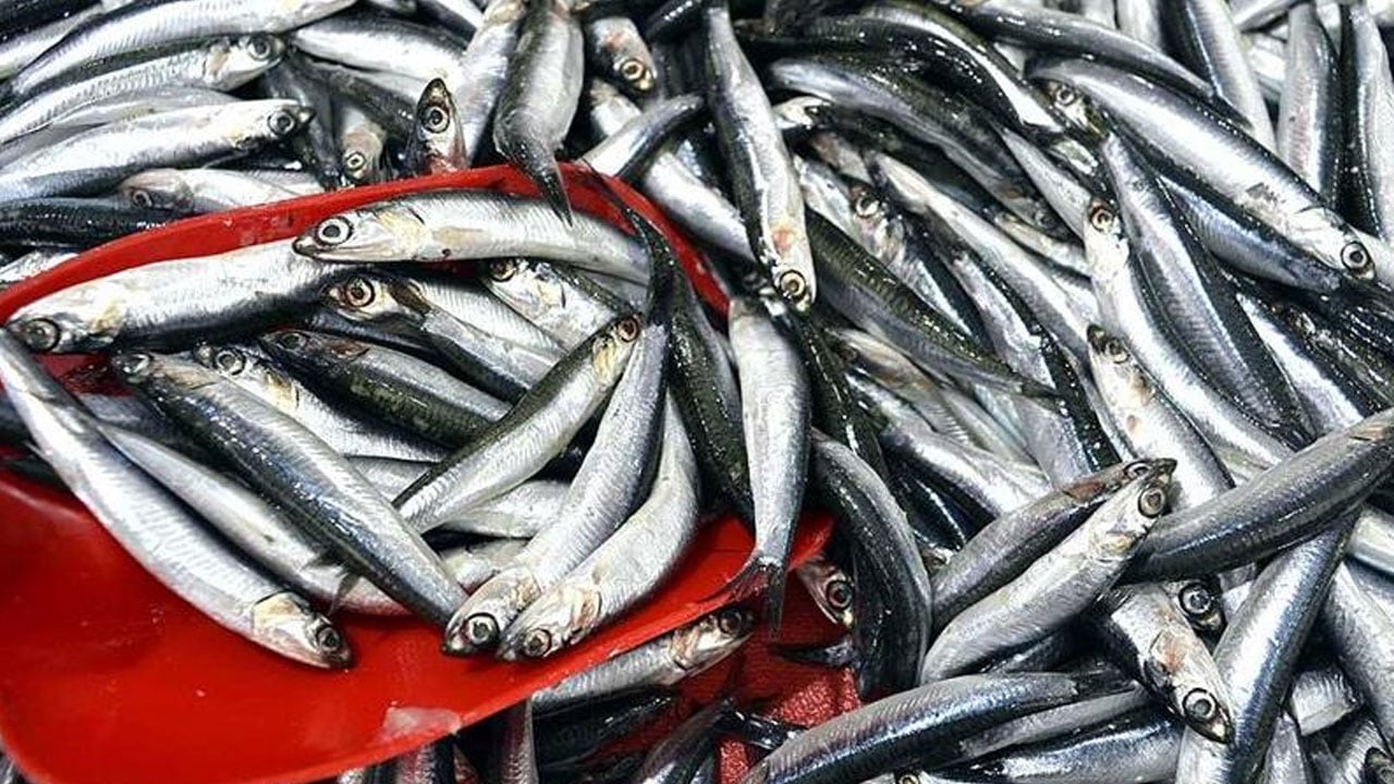 Bilim insanları uyardı! Bir daha hamsi yiyemeyebiliriz