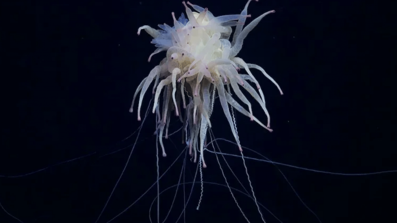 Foto - Bilim insanlarından tarihi keşif: Tam 3 bin metre yüksekliğinde!