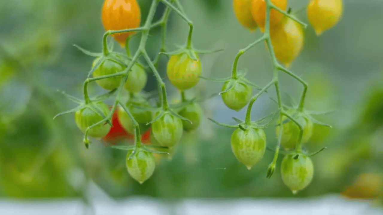Dünyanın en sağlıklı meyvesi seçildi! Limonla tüketen yaşadı! 