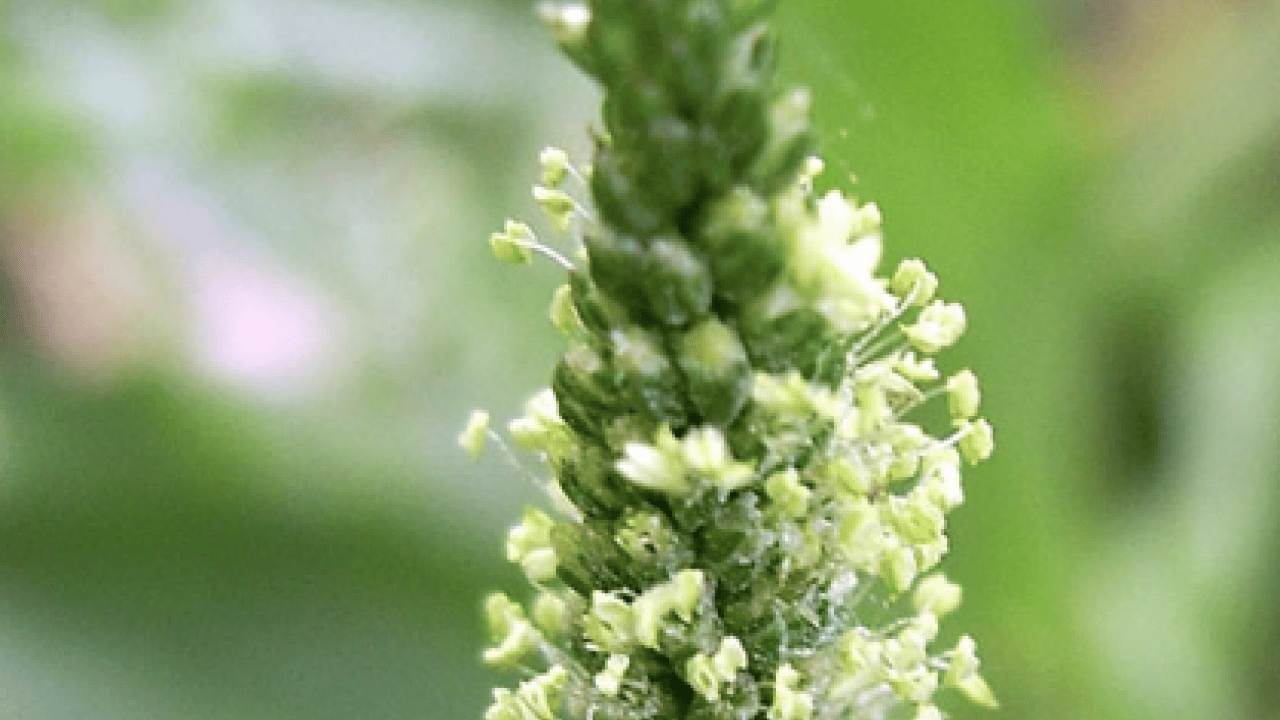Foto - Bilimsel adı ile 'psyllium husk' Chia tohumuna rakip doğuyor: Yaz gelmeden yağları eritiyor