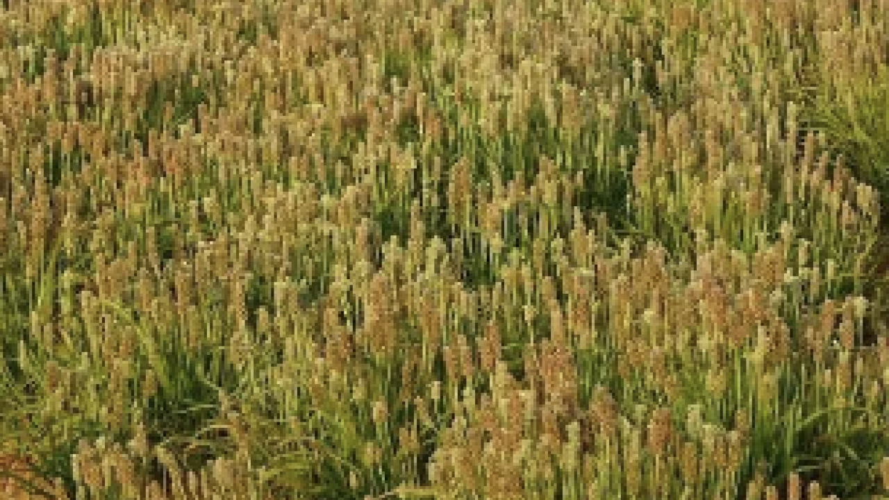 Foto - Bilimsel adı ile 'psyllium husk' Chia tohumuna rakip doğuyor: Yaz gelmeden yağları eritiyor