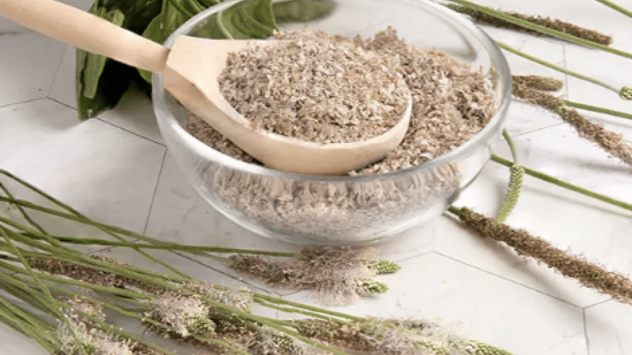 Foto - Bilimsel adı ile 'psyllium husk' Chia tohumuna rakip doğuyor: Yaz gelmeden yağları eritiyor