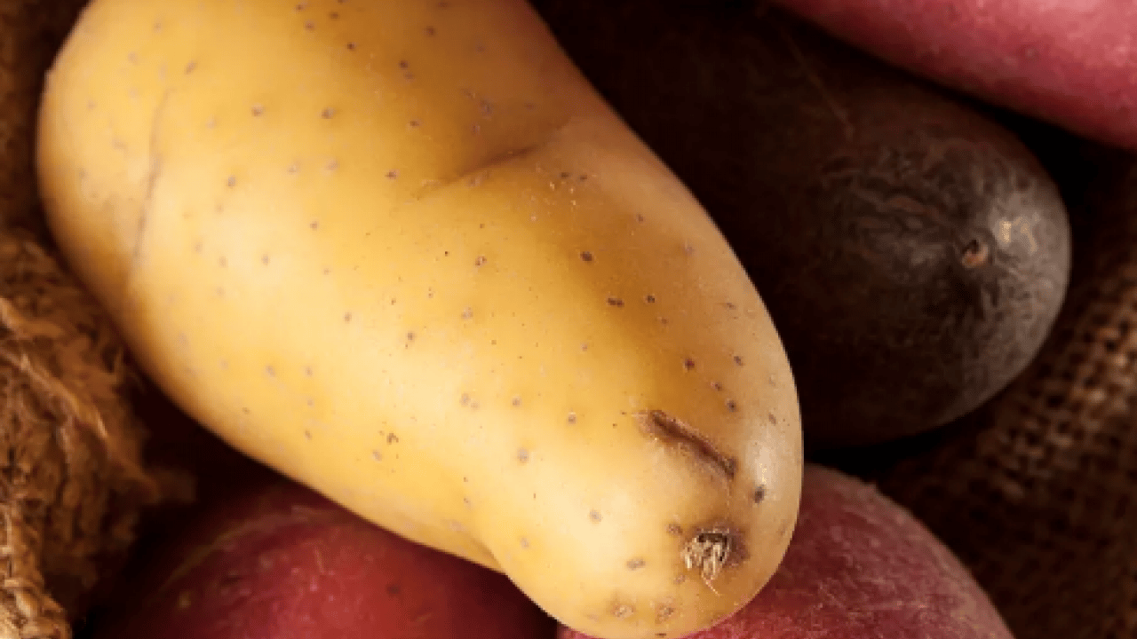 Foto - Bilimsel araştırmalar ortaya çıkardı! Aman diyelim... Şeker hastaları patates tüketmeli mi?