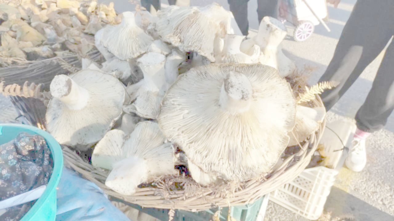 Foto - Bin 800 metreden toplayıp getiriyor, millet tezgahında kuyruk oluyor