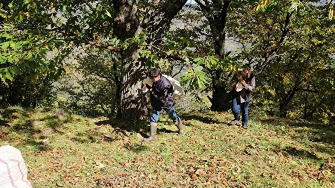 Foto - Bin yıllık ağaçlarda yetişiyor! Kadınlar topluyor, özel kuyularda 15 gün bekletiliyor