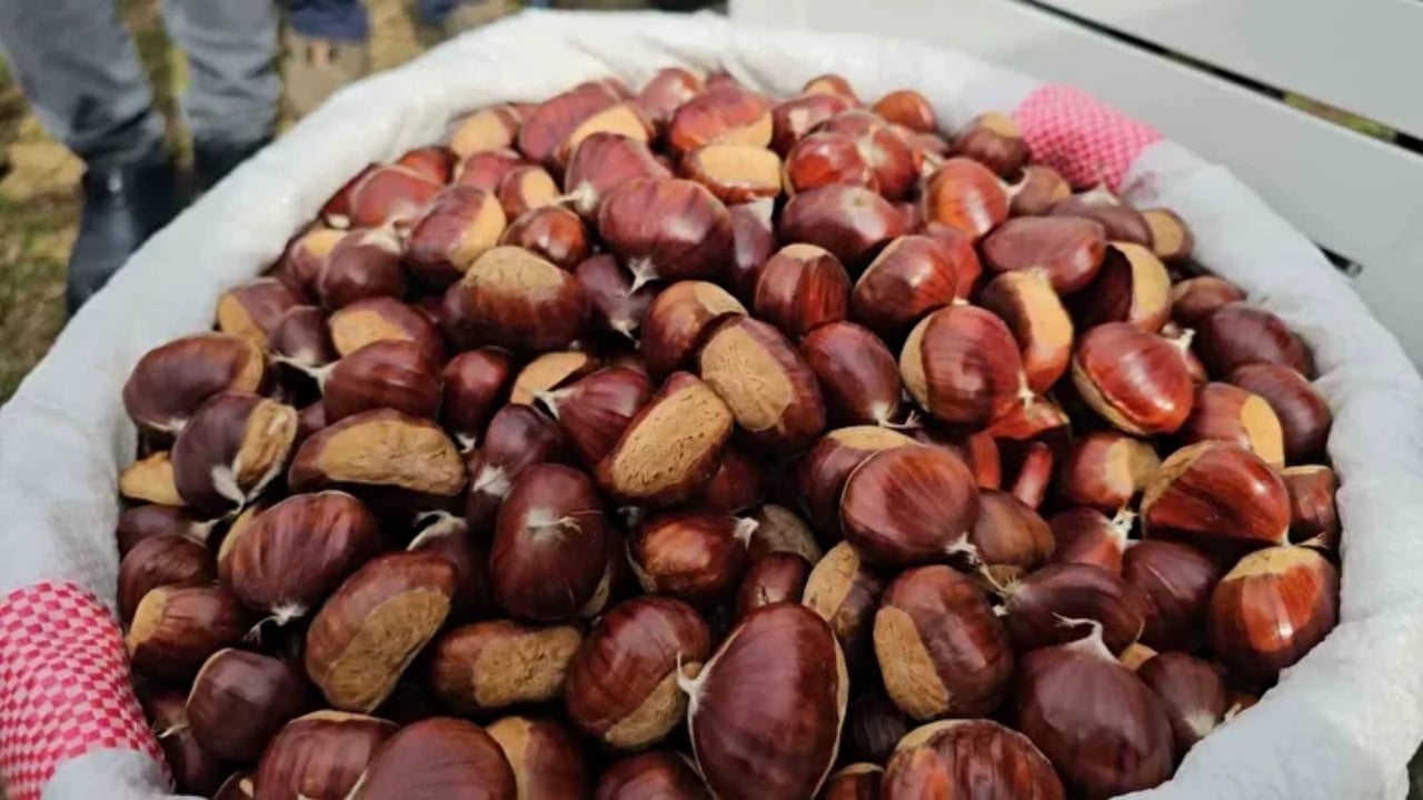 Foto - Bin yıllık ağaçlarda yetişiyor! Kadınlar topluyor, özel kuyularda 15 gün bekletiliyor