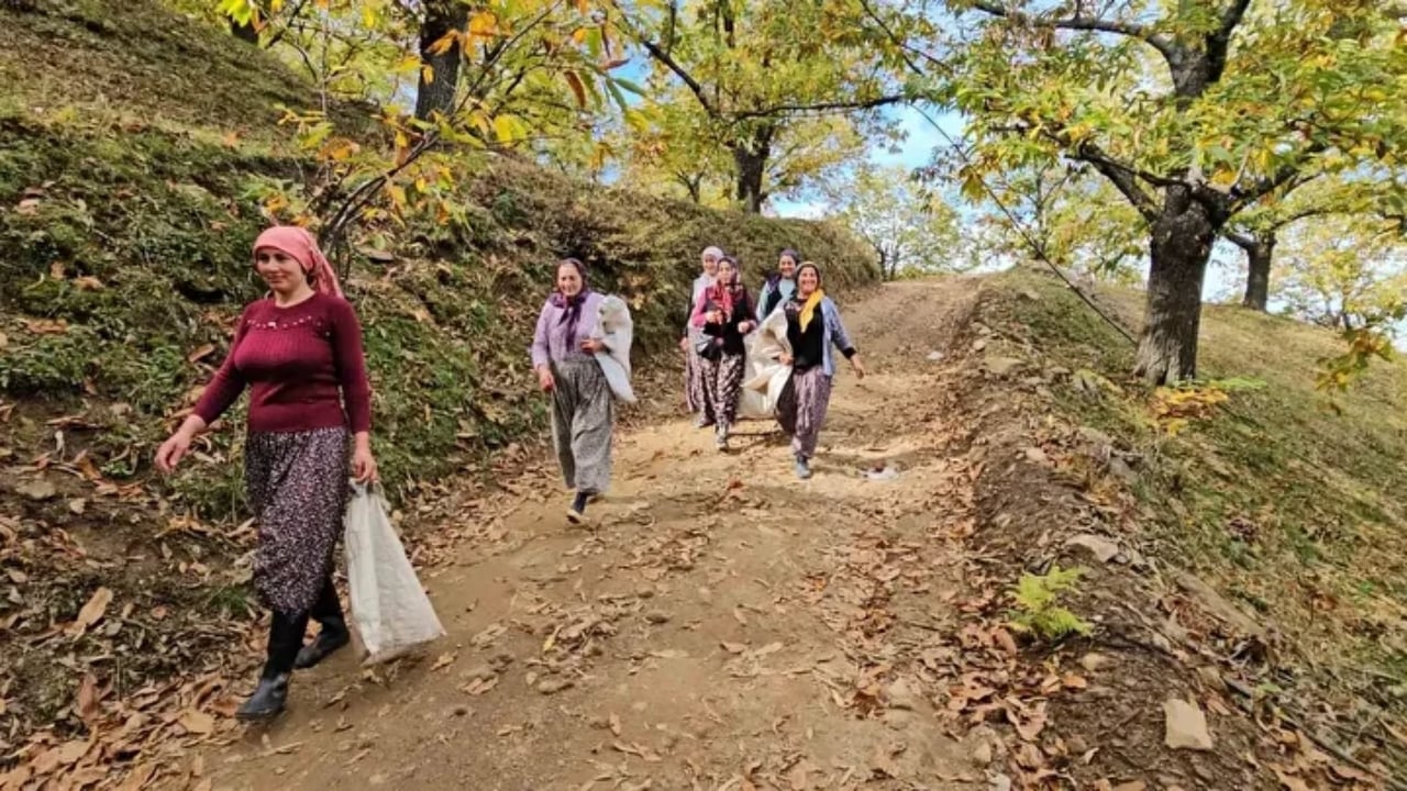 Foto - Bin yıllık ağaçlarda yetişiyor! Kadınlar topluyor, özel kuyularda 15 gün bekletiliyor