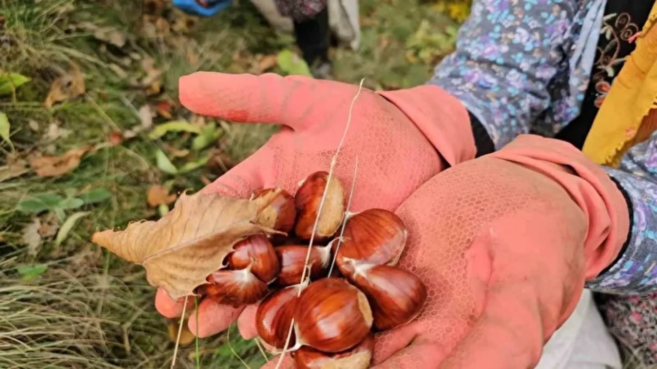 Foto - Bin yıllık ağaçlarda yetişiyor! Kadınlar topluyor, özel kuyularda 15 gün bekletiliyor