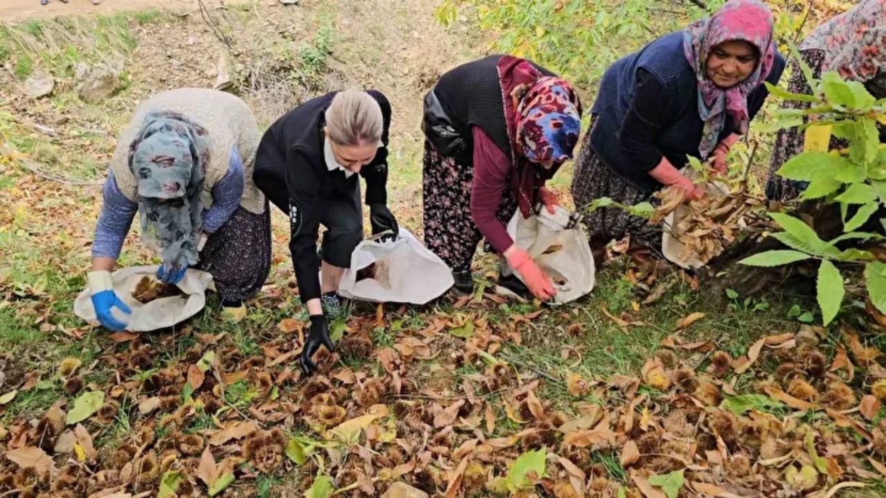 Foto - Bin yıllık ağaçlarda yetişiyor! Kadınlar topluyor, özel kuyularda 15 gün bekletiliyor