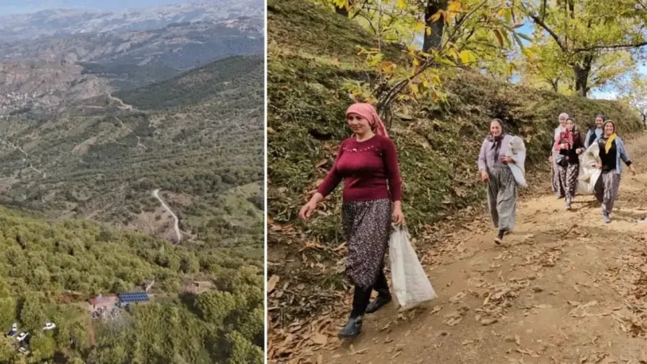 Bin yıllık ağaçlarda yetişiyor! Kadınlar topluyor, özel kuyularda 15 gün bekletiliyor